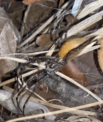 Euprosthenops