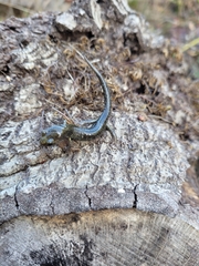 Aneides klamathensis