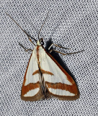Emprepes pudicalis