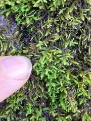 Cinclidotus fontinaloides