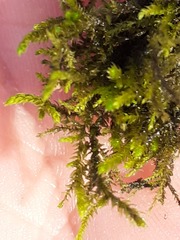 Cinclidotus fontinaloides