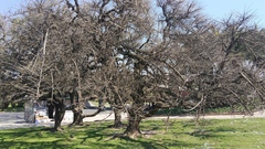 Erythrina crista-galli
