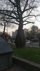 Ceiba speciosa