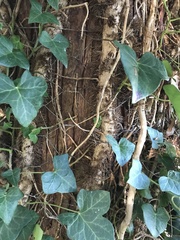 Chamaecyparis pisifera