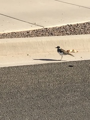 Charadrius vociferus