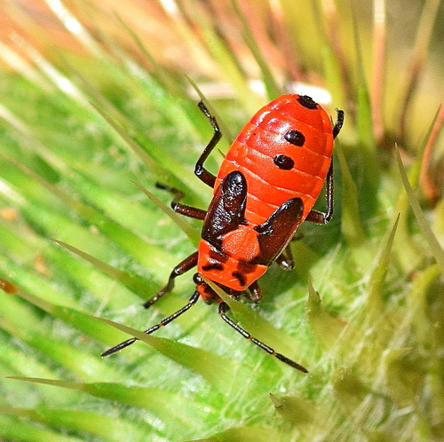 Black-and-Red Bug photo 3
