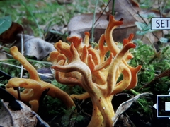 Clavulinopsis corniculata