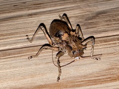 Enyaliopsis viphya