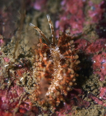 Eubranchus vittatus