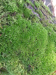 Syntrichia latifolia