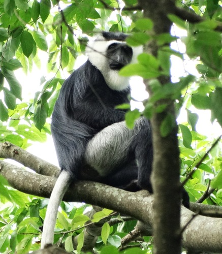 White-thighed Colobus