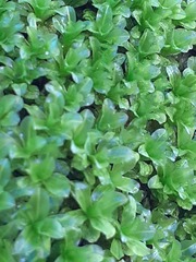 Syntrichia latifolia