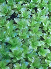 Syntrichia latifolia