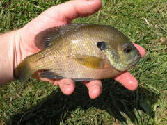 Lepomis macrochirus macrochirus