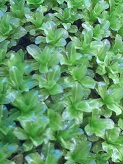 Syntrichia latifolia