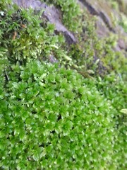 Syntrichia latifolia