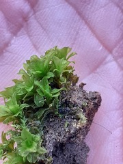 Syntrichia latifolia