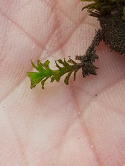 Syntrichia latifolia