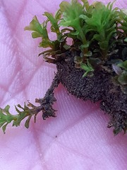 Syntrichia latifolia