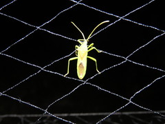 Discogastrini