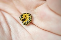 Macremphytus testaceus