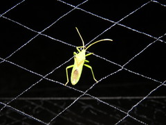 Discogastrini