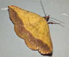 Hemeroplanis scopulepes