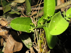 Semialarium mexicanum