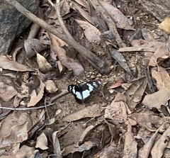 Pseudacraea lucretia