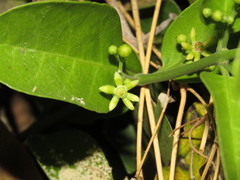 Semialarium mexicanum