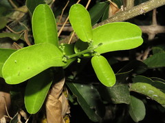 Semialarium mexicanum