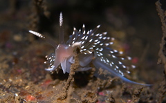 Facelina auriculata