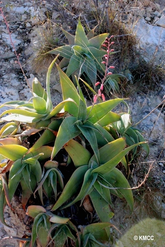 Aloe viguieri