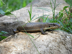 Broadleysaurus major