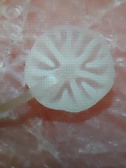 Rhizomarasmius setosus