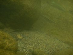 Alburnoides bipunctatus