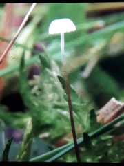 Rhizomarasmius setosus