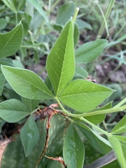 Pearsonia cajanifolia
