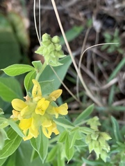Pearsonia cajanifolia