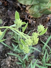 Pearsonia cajanifolia