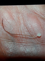 Rhizomarasmius setosus