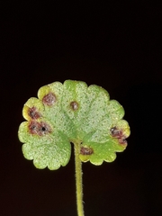 Puccinia glechomatis
