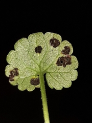 Puccinia glechomatis