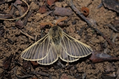 Lemonia philopalus