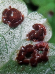 Puccinia glechomatis