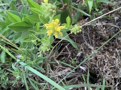 Pearsonia cajanifolia