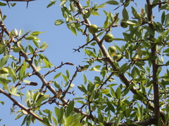 Pyrus elaeagrifolia