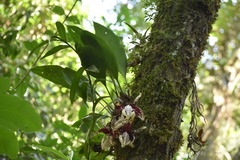 Stanhopea tigrina, photograph (c) Adriana García Ramírez, some rights reserved (CC BY)