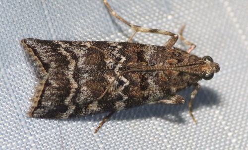 Southern Pine Coneworm Moth photo 3