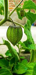 Physalis peruviana